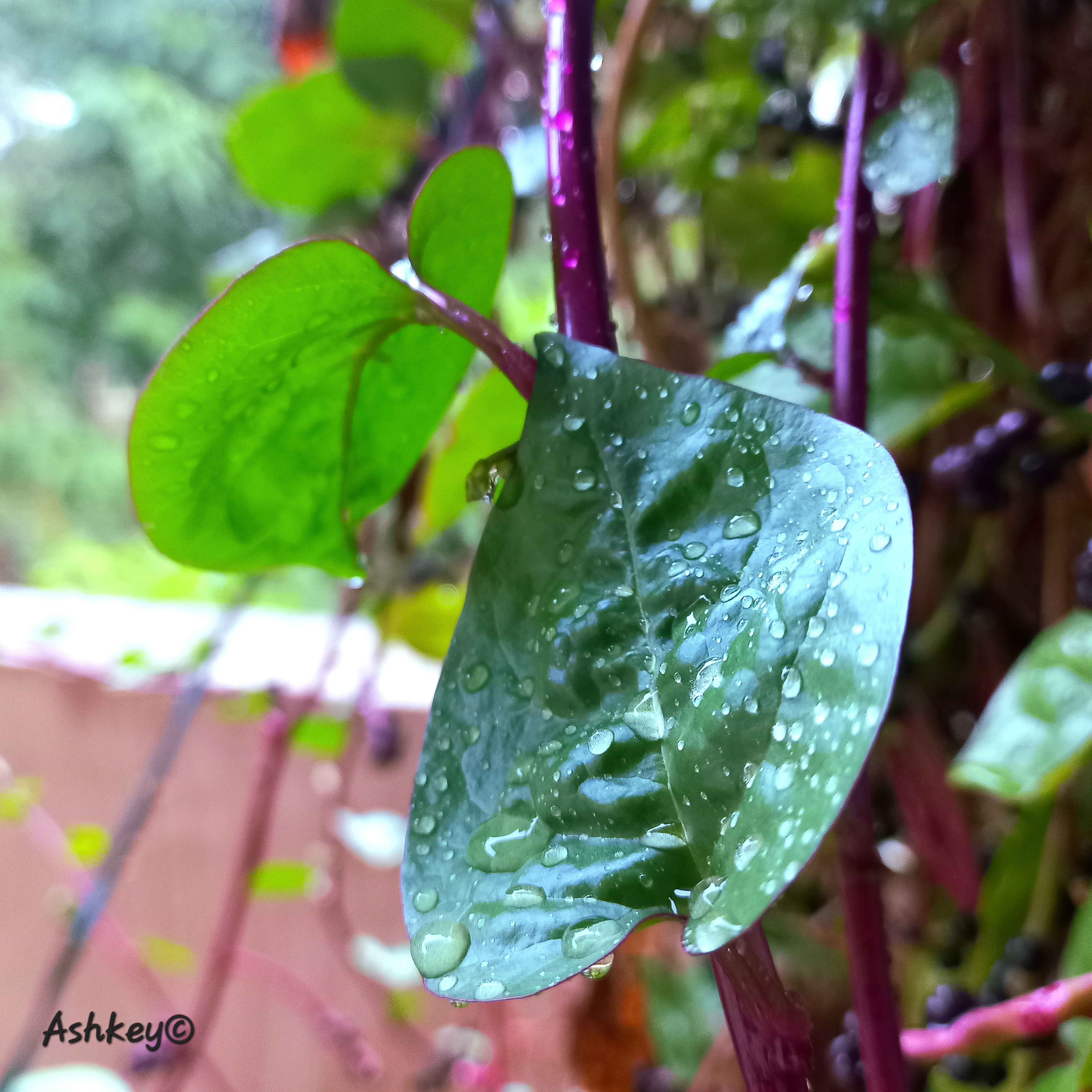 Basella_rubra1 Image