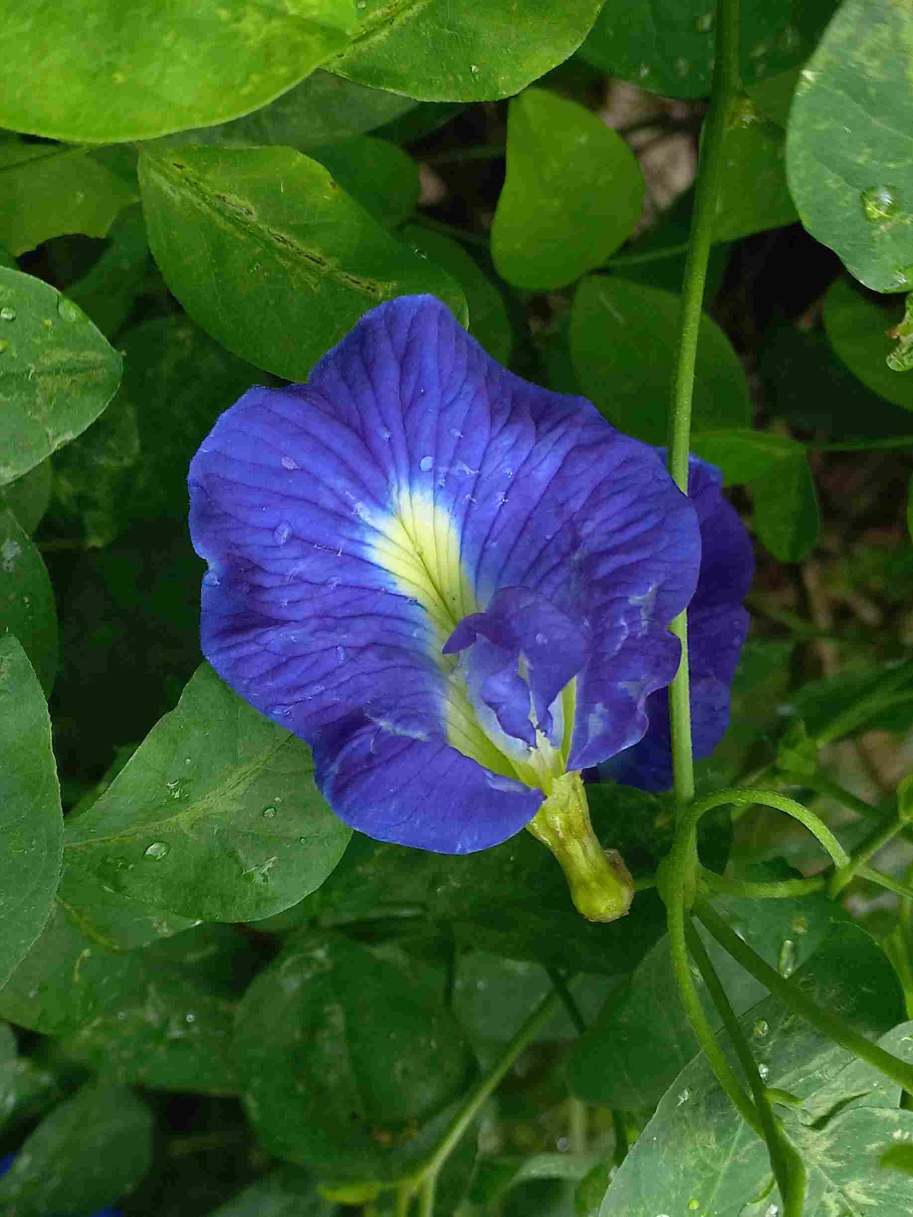 Clitoria_ternatea1 Image