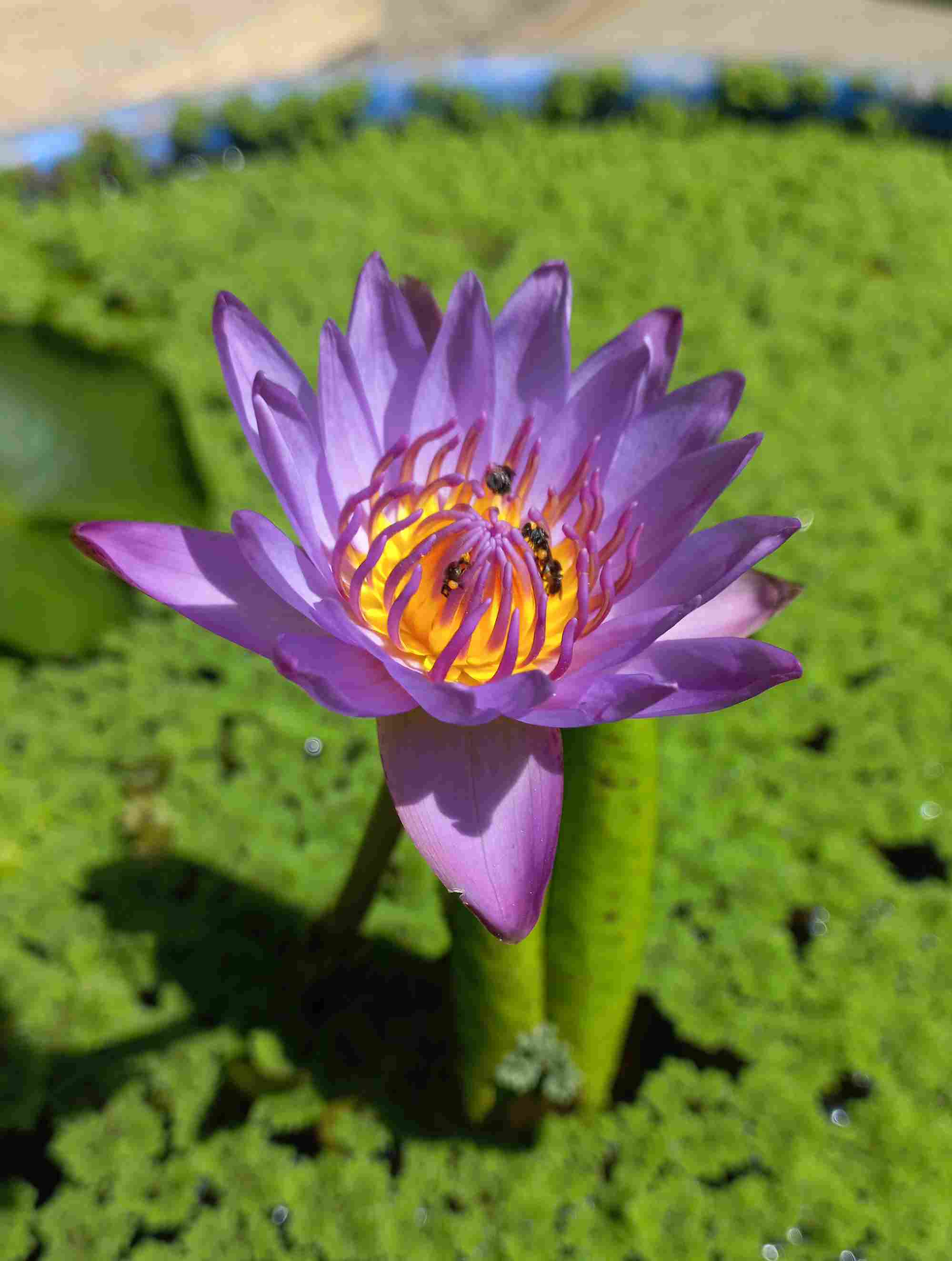 Nymphaea_stellata2 Image